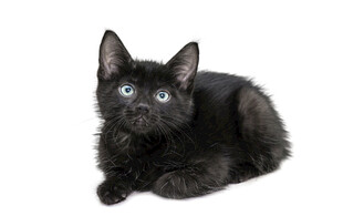 可爱小黑猫趴卧