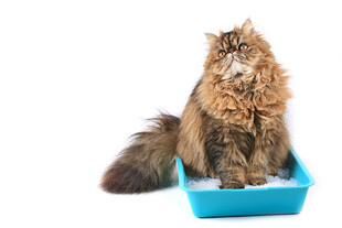 长毛猫端坐蓝色猫砂盆中