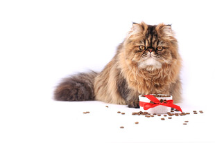 长毛猫与圣诞小物
