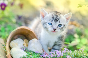 萌小猫与彩蛋置身花丛中