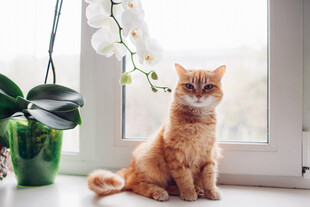 窗边橘猫与绿植相伴