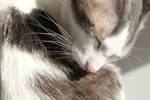 猫咪亲昵依偎瞬间
