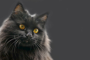黑毛长毛猫的凝视