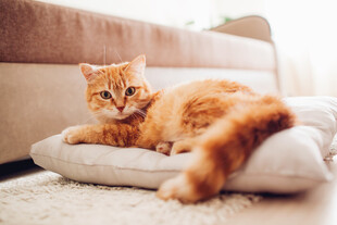 橘猫惬意躺卧在软垫上