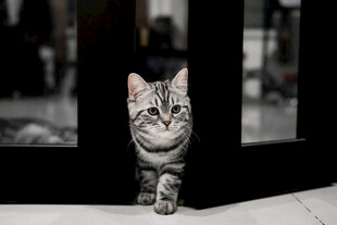 萌态小猫从门间迈步而出