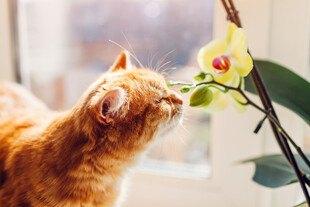 橘猫嗅闻窗边兰花