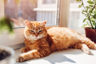 窗边橘猫惬意晒太阳