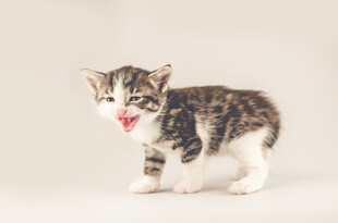 可爱小猫咪张嘴卖萌