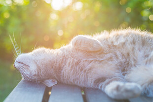 阳光下惬意躺卧的猫咪