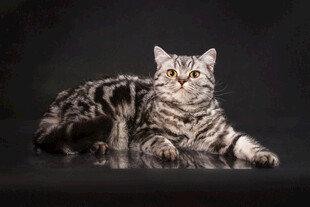 优雅银虎斑猫咪静卧