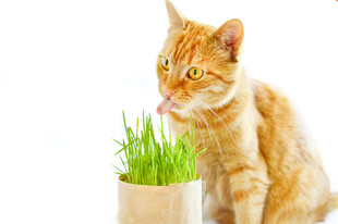 橘猫嗅闻盆栽青草