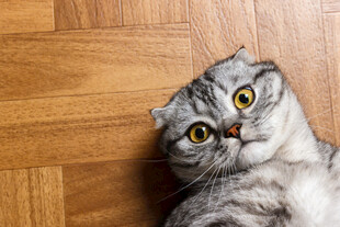 仰头好奇的可爱猫咪