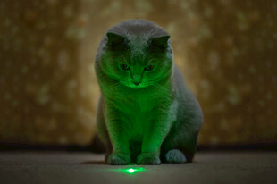 绿光下的专注猫咪