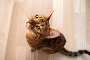 抬头好奇的斑纹猫咪