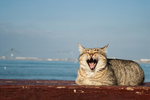 海边露齿笑的可爱猫咪
