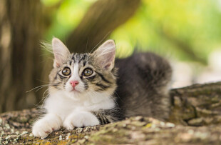 可爱小猫咪在树干旁