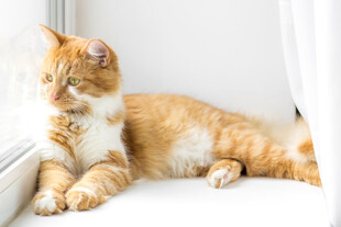 橘猫慵懒躺卧在沙发角落