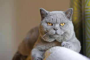 灰胖猫咪慵懒姿态