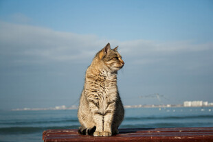 海边独坐的斑纹猫咪