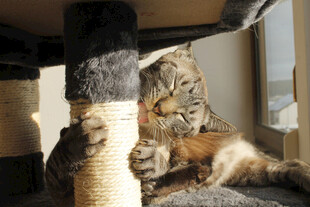 猫咪惬意抓挠猫抓柱