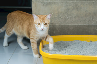 橘猫站在猫砂盆旁