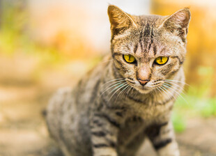 户外蹲坐的斑纹猫咪