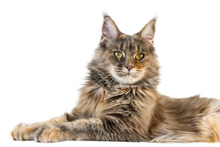 缅因猫优雅趴卧