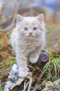 可爱小奶猫于草地树枝间