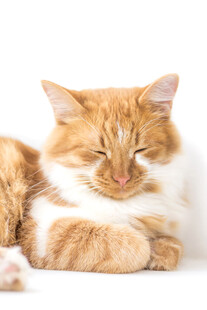橘猫惬意躺卧