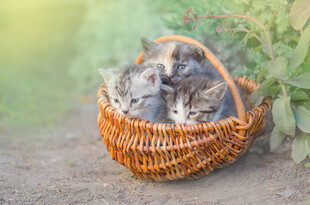 篮子里的可爱猫咪