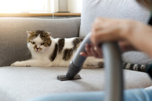 猫咪好奇注视吸尘器