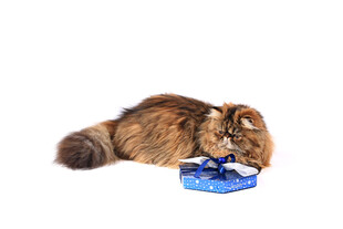 长毛猫专注进食蓝色碗食物