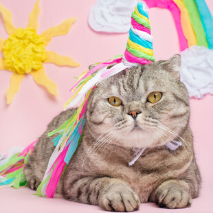 戴独角兽帽的可爱猫咪