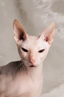无毛猫特写