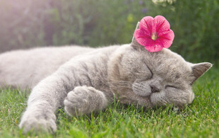 草地上戴花安睡的猫咪