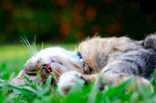草地上惬意休憩的猫咪