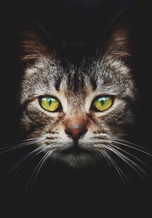 绿眼斑纹猫的神秘凝视