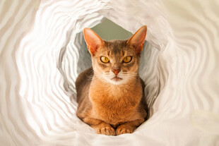 阿比西尼亚猫躲在纸筒中