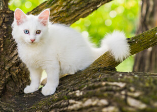 树上的白色小猫