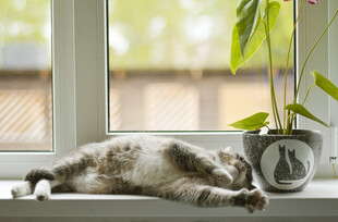 窗边酣睡的可爱猫咪