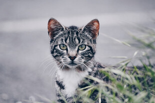 草丛中的可爱斑纹小猫