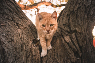 橘猫在树干间好奇张望