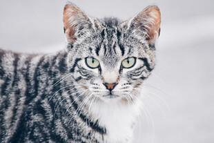 可爱条纹猫特写