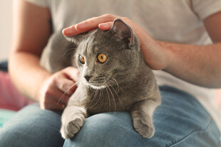 人与灰猫亲昵互动瞬间