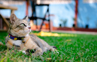 草地上惬意躺卧的猫咪