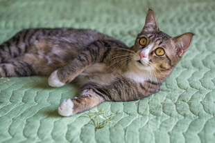 躺卧的斑纹猫咪