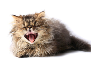 打哈欠的长毛猫