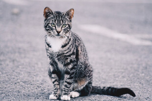 路边端坐的条纹猫咪