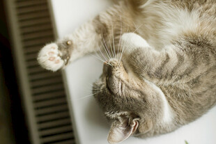 猫咪惬意躺卧姿态