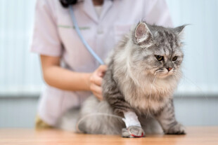 猫咪接受兽医检查
